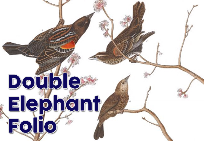 Double Elephant Folio