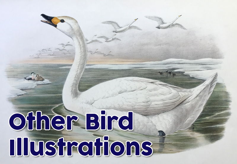 Other Bird Illustrations