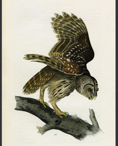 Barred Owl