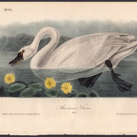 American Swan