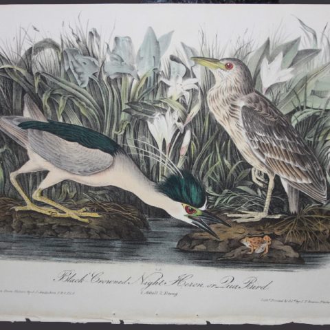 Black-Crowned Night Heron or Qua Bird