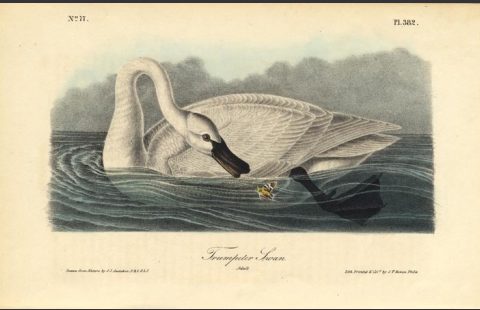 Trumpeter Swan (adult)