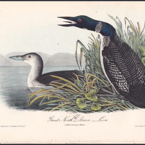 Great Northern Diver - Loon