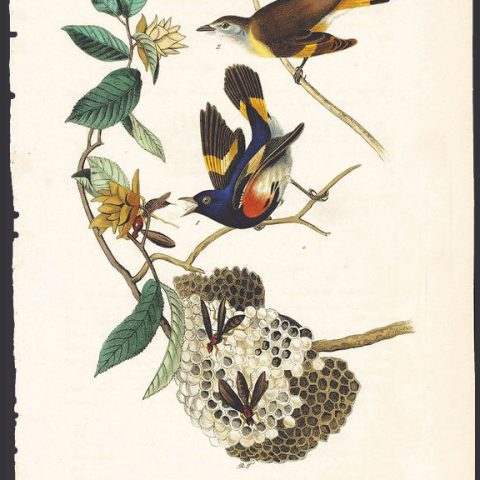 American Redstart