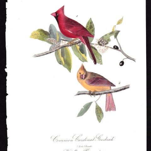 Common Cardinal Grosbeak