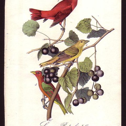 Summer Red-bird
