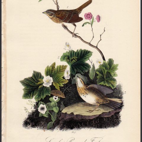 Lincoln's Pinewood Finch