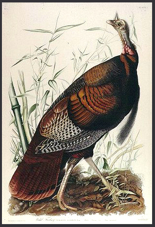 Audubon Wild Turkey