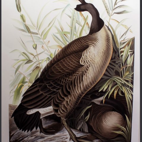 Audubon Canada Goose