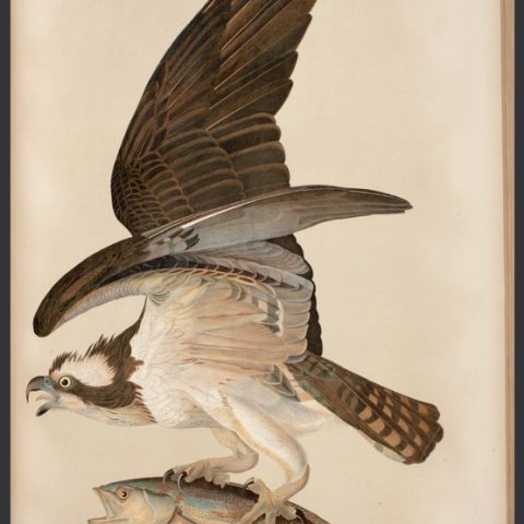 Audubon Fish Hawk or Osprey