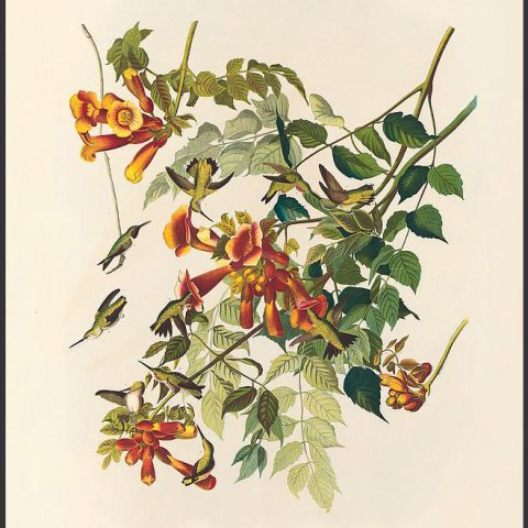 Audubon Ruby-Throated Hummingbird