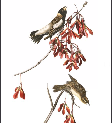 Audubon Rice Bird