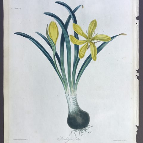 Sternbergia Lutea print