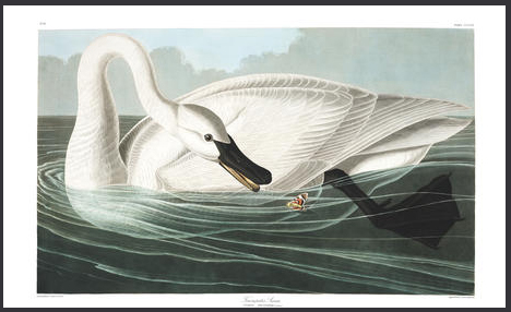Audubon Trumpeter Swan