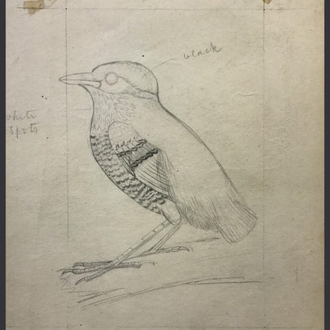 Pencil drawing of an unidentified bird