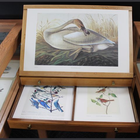 Reproduction of Watercolors Audubon on small wooden cabinet with drawers