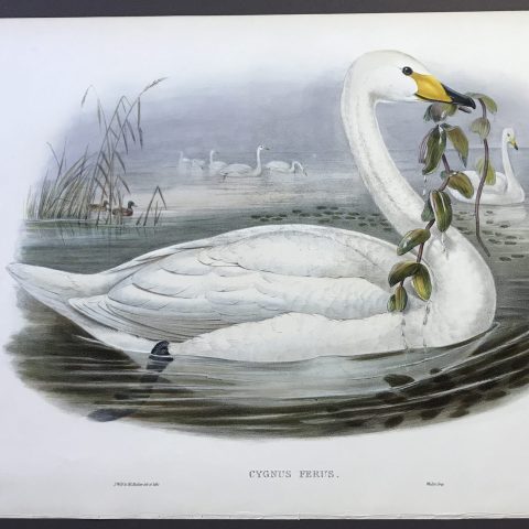 Cygnus Ferus [The Whistling or Wild Swan]