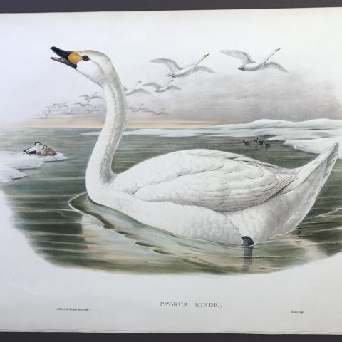 Cygnus Minor (Domestic Swan)