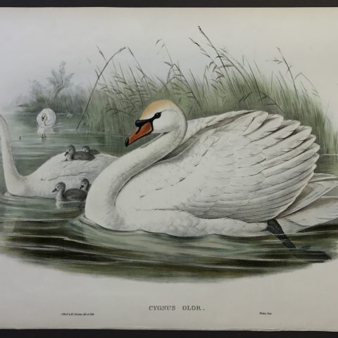 Cygnus Olor (Mute Swan)