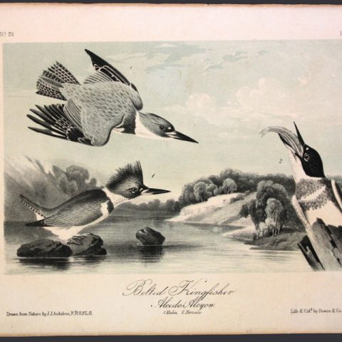 Audubon Belted Kingfisher