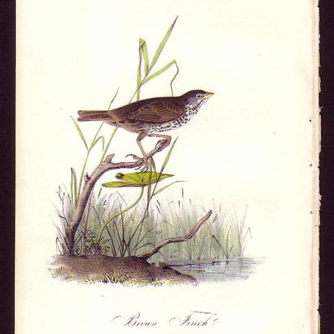 Audubon Brown Finch