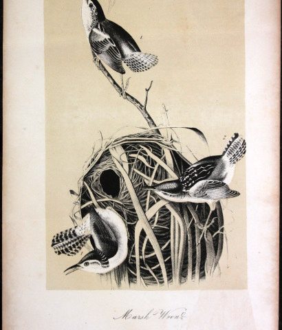 Audubon Marsh Wren
