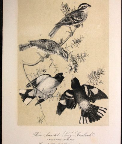 Audubon Rose-breasted Song Grosbeak